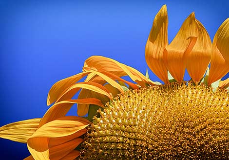 Sunflower Close up