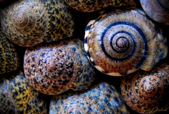 Small seashells