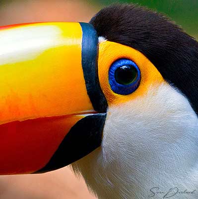 Toco Toucan Close up